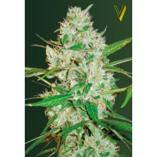 Семена конопли Auto Red Russian XXL (Auto White Russian XXL) Автофеминизированные Victory seeds